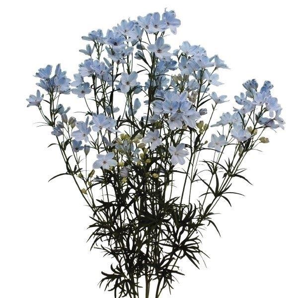 最初の デルフィニウム 種 ファッションスカイ 1袋 粒 デルフィニューム デルフィニウムの種 デルフィニウムの花 花たね 花の種 種子 タネ 国華園 Aynaelda Com