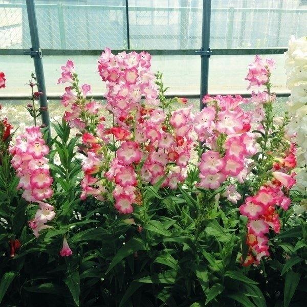 花と緑 国華園 その他多年草 花たね Yahoo ショッピング