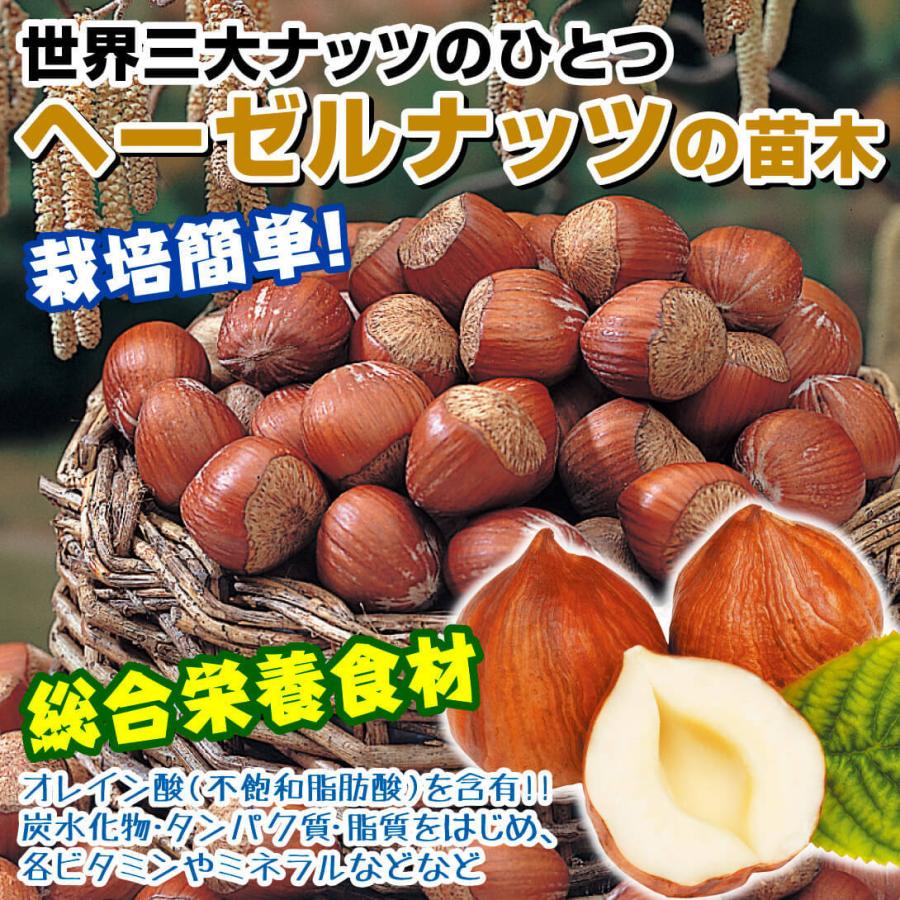 のん38様】ヘーゼルナッツ2種 穂木 ヘーゼルナッツ穂木挿し木接木用☆2
