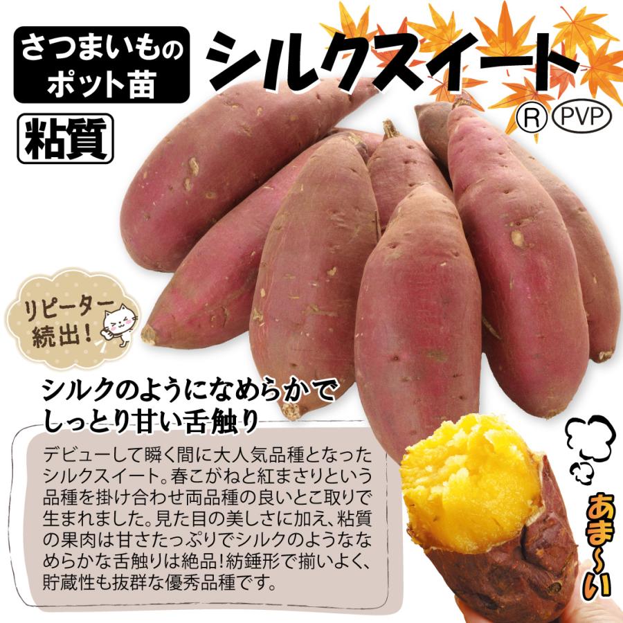 さつまいもポット苗 シルクスイート(R)PVPポット苗 2株(登録品種名