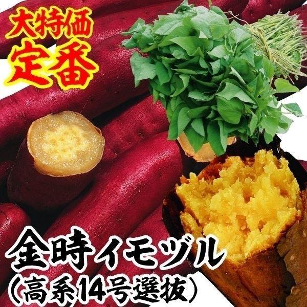 イモヅル 芋づる 金時(高系14号選抜）イモヅル10本 / さつまいもの苗 サツマイモの苗 家庭菜園 きんとき 関西 有名 人気 ほくほく ホクホク（Yahoo!・花と緑 国華園）