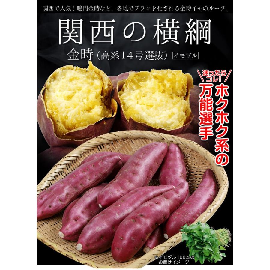 国華園 イモヅル 芋づる 金時(高系14号選抜）イモヅル50本