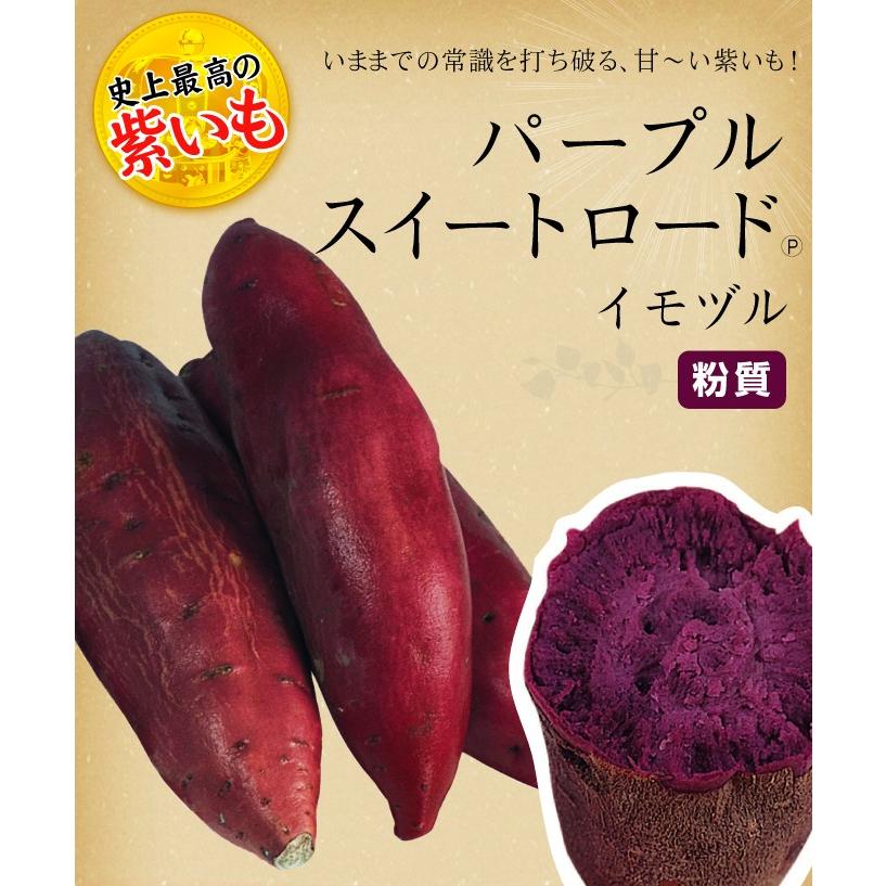 パープルスイートロード紫芋苗300本 国華園 イモヅル 芋づる パープルスイートロードイモヅル300本
