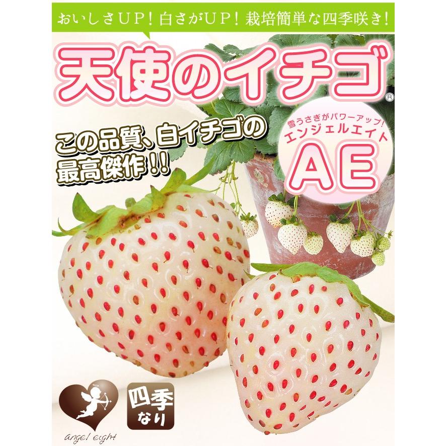 イチゴ苗 天使のイチゴ（R）AE PVP3株 : 花と緑 国華園 - 通販 - Yahoo