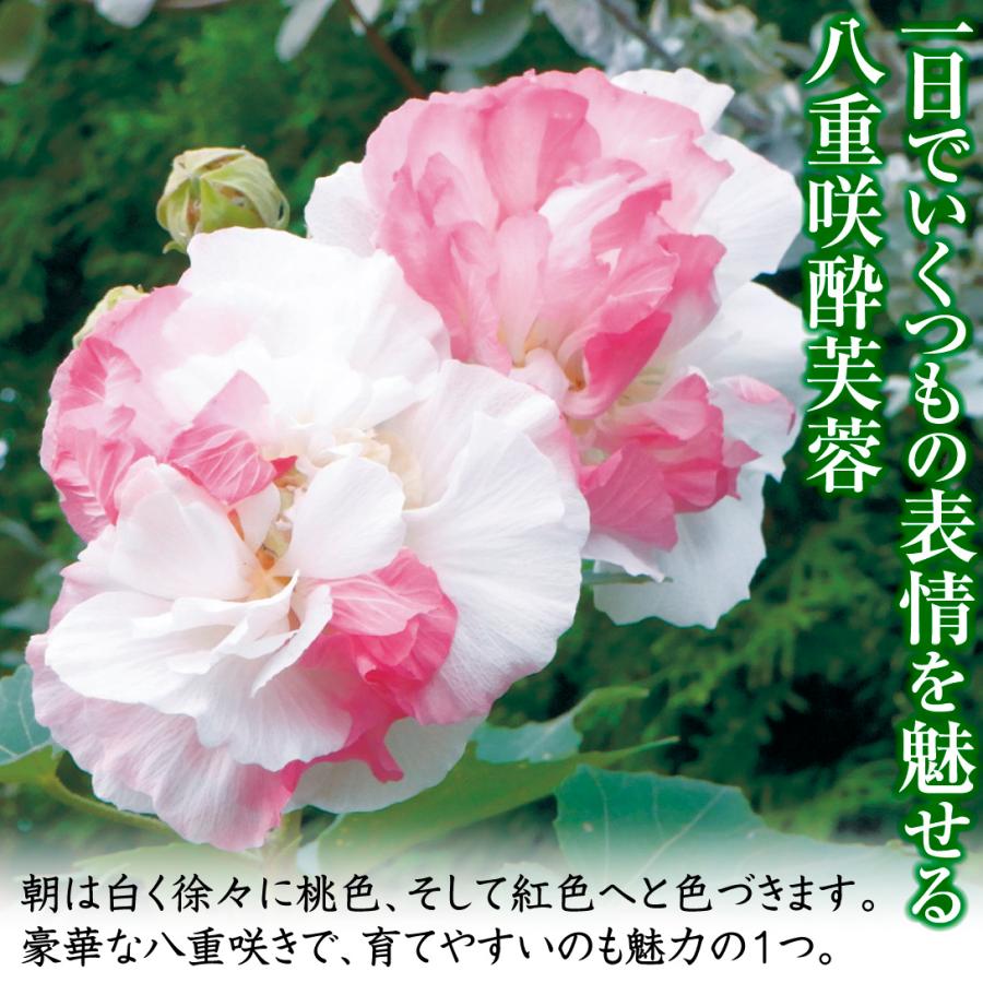 苗 苗木 八重咲酔芙蓉 1株 / 庭木 植木 花木苗 八重咲酔芙蓉苗 苗 苗木 八重咲酔芙蓉 1株 / 庭木 植木 花木苗 八重咲酔芙蓉苗
