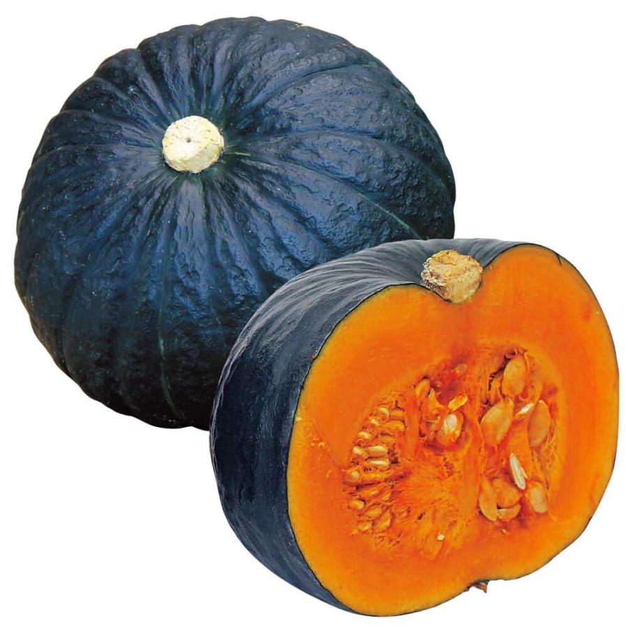 種 野菜たね カボチャ F1極王かぼちゃ 1袋（10粒） ごくおう やさいの種 国華園（Yahoo!・花と緑 国華園）