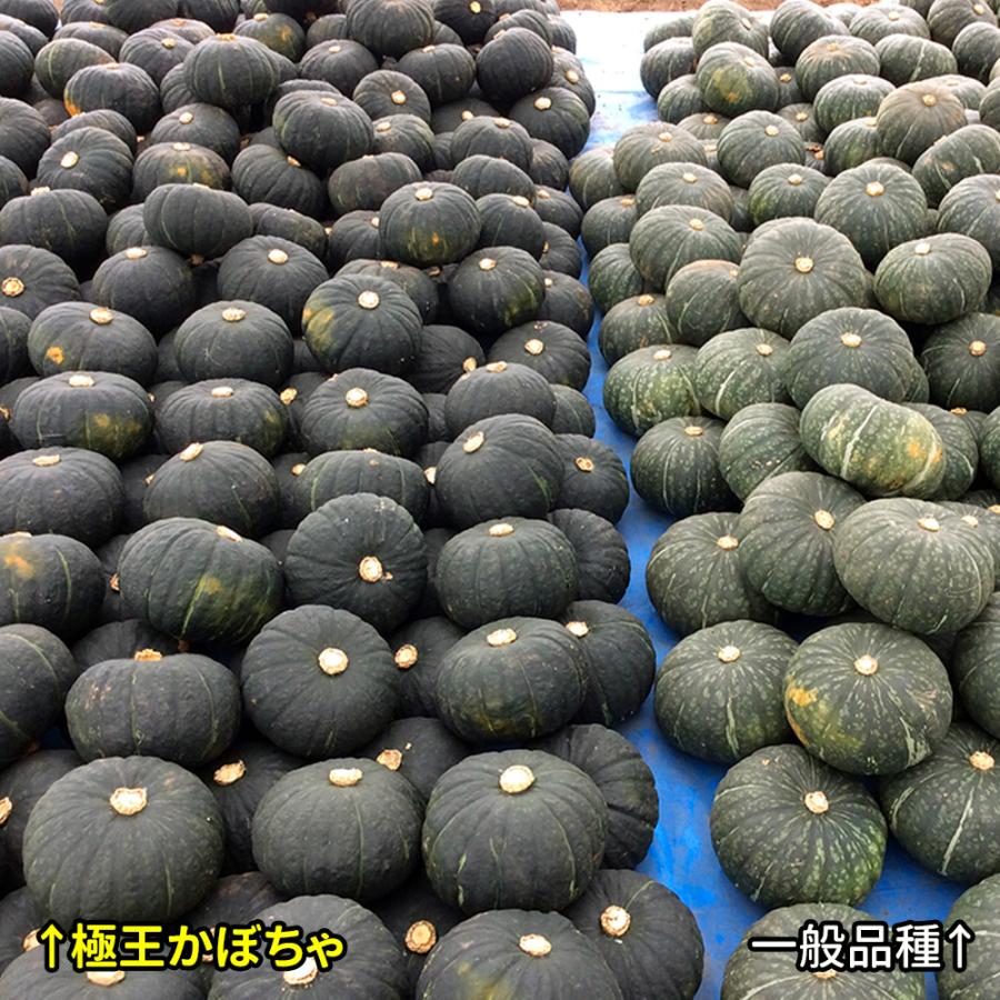 種 野菜たね カボチャ F1極王かぼちゃ 1袋（10粒） ごくおう やさいの