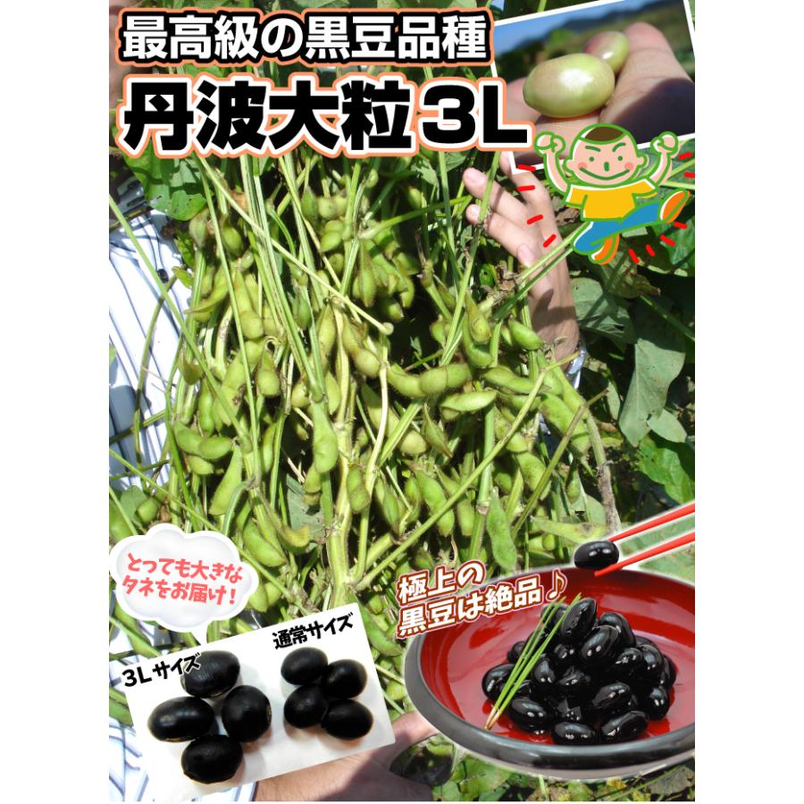 大豆 種 野菜たね 丹波大粒3L 1袋（30ml） 黒豆 たんば マメ 豆 だいず やさいたね 国華園 こっかえん｜kokkaen｜03