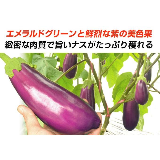 種 野菜たね ナス F1豊産むらさきナス 1袋（15粒） やさいの種 国華園