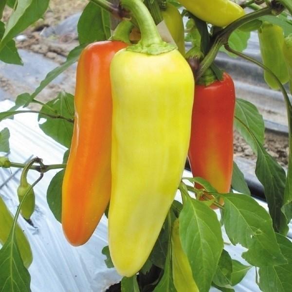 花と緑 国華園 ピーマン シシトウ トウガラシ 野菜たね Yahoo ショッピング