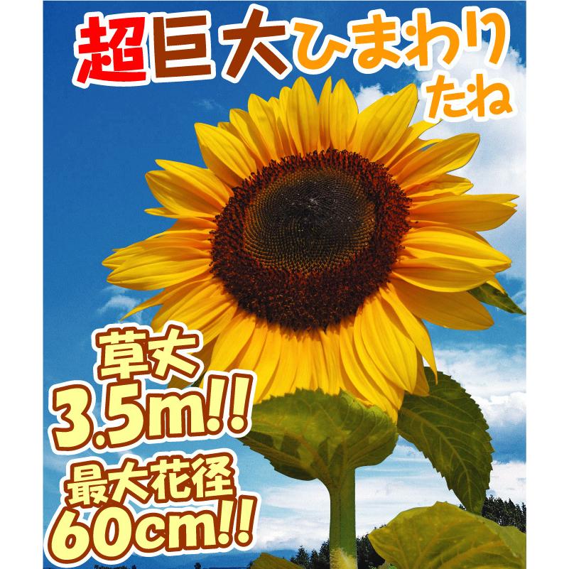 ヒマワリ 種 タイタン 1袋 35粒 ひまわりの種 花たね 花のタネ 花 種子 タネ 向日葵 サンフラワー 夏花 ヘリアンサス 国華園 17 P7 00 花と緑 国華園 通販 Yahoo ショッピング