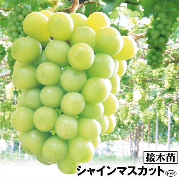 果樹苗 ブドウ シャインマスカットPVP接木苗1株（Yahoo!・花と緑 国華園）