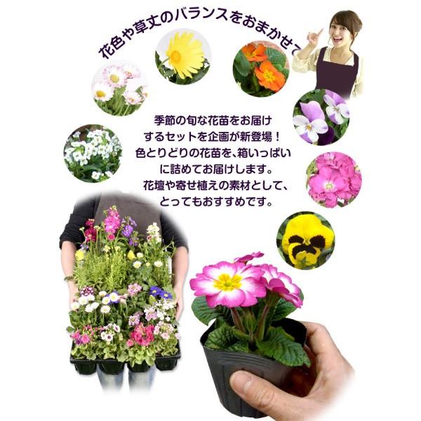 花苗 季節の花苗 6種以上 24ポット セット 秋冬 おまかせ ガーデニング 花壇 送料無料｜kokkaen｜05