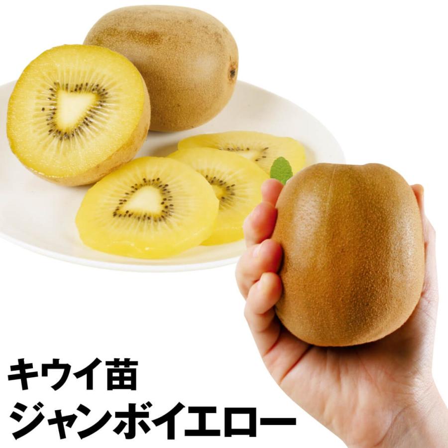 流行に キウイ 苗 ジャンボイエロー3株 ゴールデン ゴールド 苗 キウイの木 キューイ キウイ 苗木 果樹苗 国華園 17 Pori 0916 花と緑 国華園 通販 Yahoo ショッピング 最先端 Krgproperty Com