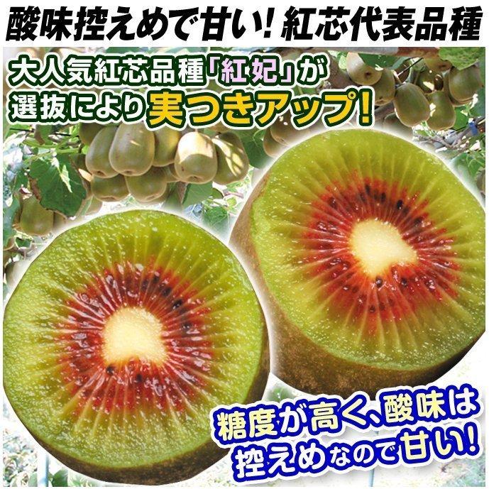 赤いキウイフルーツ雌雄苗木セット