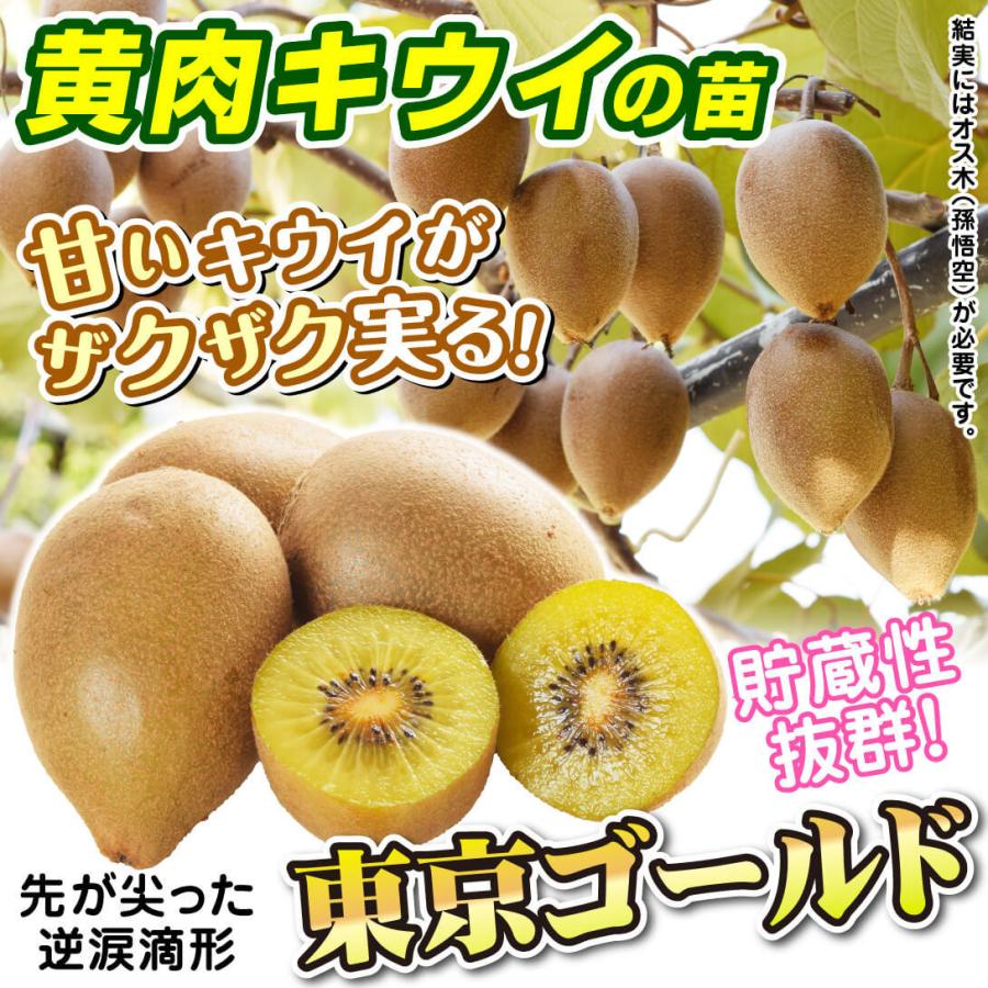 りんごの形の美味しいキウイ アップルキウイフルーツ 雌雄苗木セット