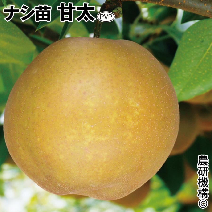 ナシ 甘太PVP 1株 果樹苗 国華園 : 花と緑 国華園 - 通販 - Yahoo