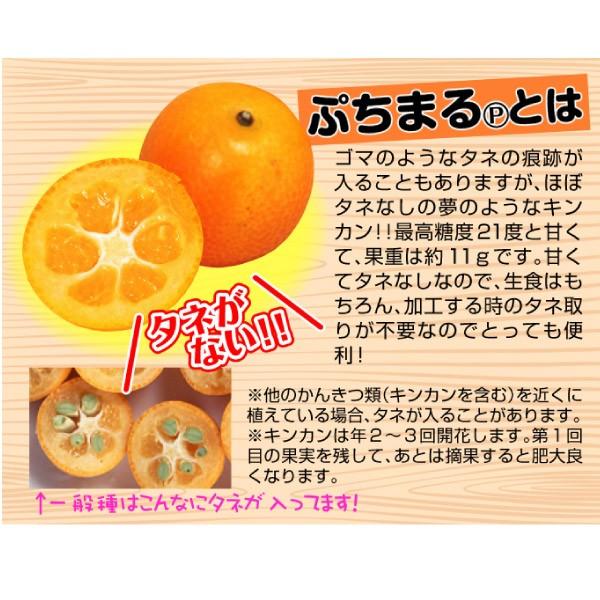 国華園 果樹苗 カンキツ キンカン ぷちまるPVP 1株 : 花と緑 国華園