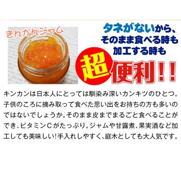 キンカン ぷちまるPVP 1株 カンキツ 果樹苗 国華園 : 花と緑 国華園