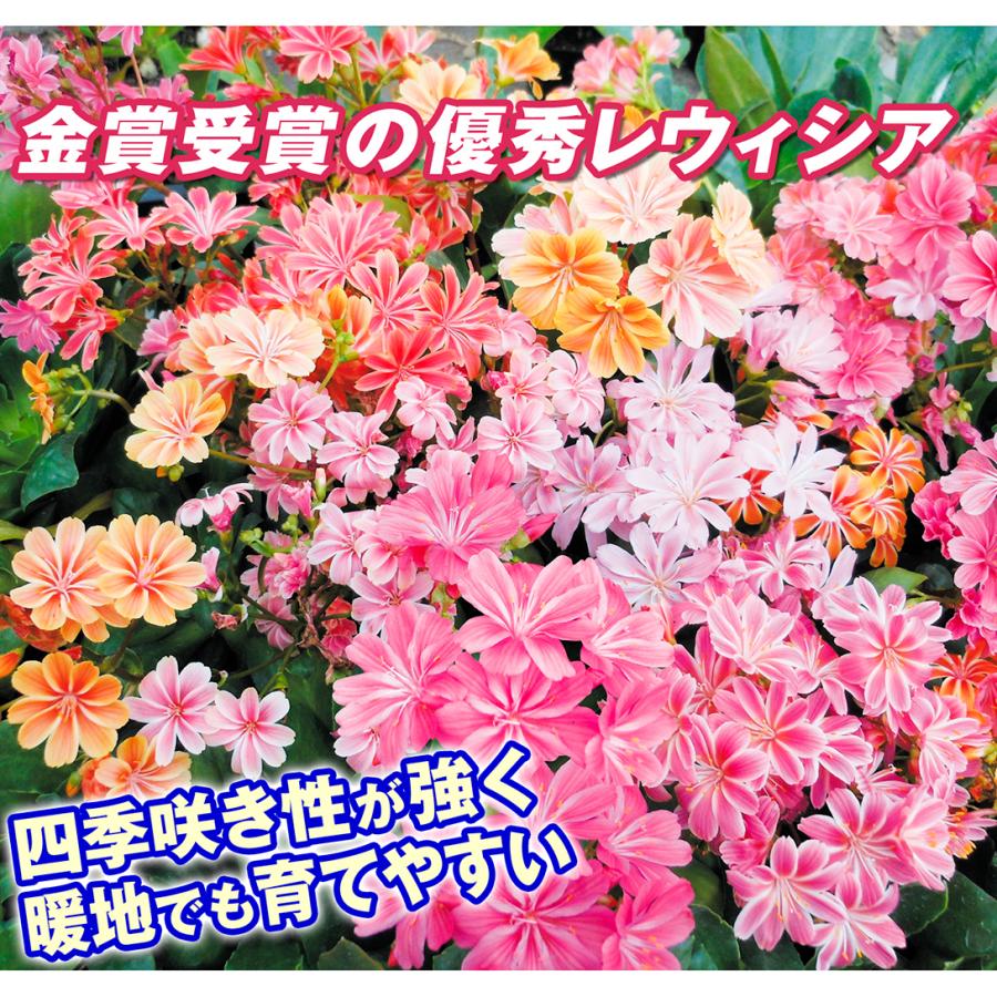 レウィシア 苗 エリーゼミックス 8株 レウイシア 花苗 花の苗 レウィシアの苗 イワハナビ 岩花火 国華園 179 P2 0052 花と緑 国華園 通販 Yahoo ショッピング