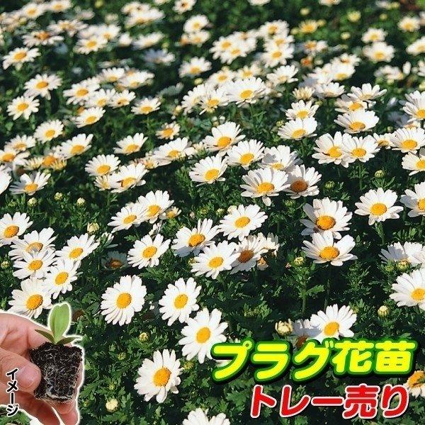プラグ花苗 ノースポール(クリサンセマム パルドサム） 1トレー (70本