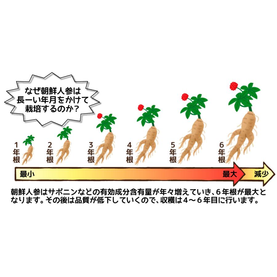 国華園 有用植物苗 朝鮮人参 4株 / 家庭菜園 高麗人参 健康 ちょうせん
