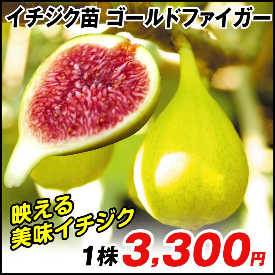 売れ筋ランキングも イチジク 苗木 苗 ゴールドファイガー 1株 無花果 イチジクの木 果樹苗 国華園