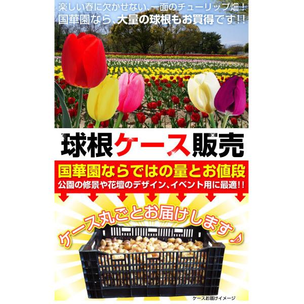 チューリップ 球根 特大球 赤花 ケース販売 600球 チューリップの球根 17n P0 0002 花と緑 国華園 通販 Yahoo ショッピング
