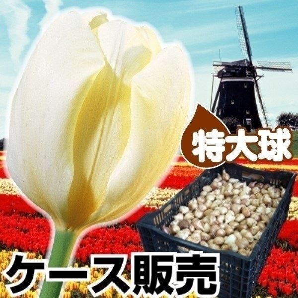 予約販売品 チューリップ 球根 特大球 白花 ケース販売 600球 17n P0 0003 花と緑 国華園 通販 Yahoo ショッピング コンビニ受取対応商品 Jeannesauve Org