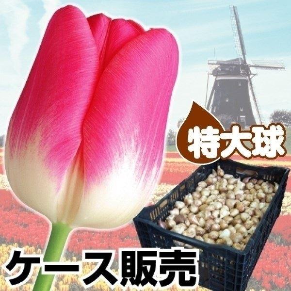 チューリップ 球根 特大球 桃白2色咲 ケース販売 600球 チュウリップ 花の球根 国華園 Www Buhlenkalashe Co Za