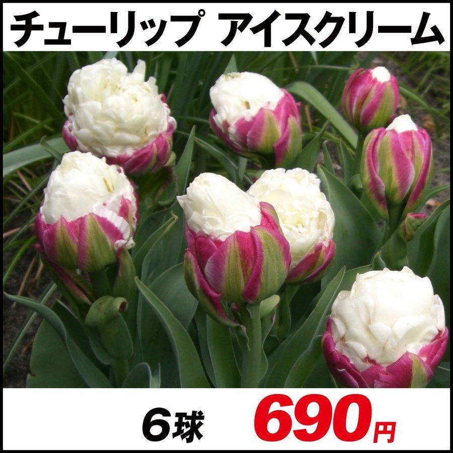 チューリップ 球根 アイスクリーム 6球 激安卸販売新品