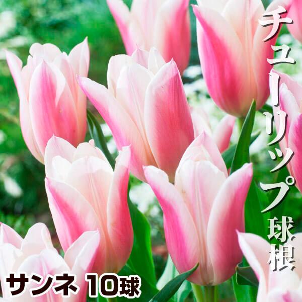 Sale 60 Off チューリップ 球 球根 サンネ 花