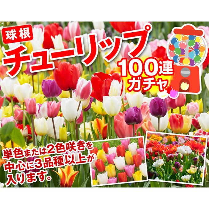 チューリップ 球根 100連ガチャ 100球 / チューリップの球根 送料無料