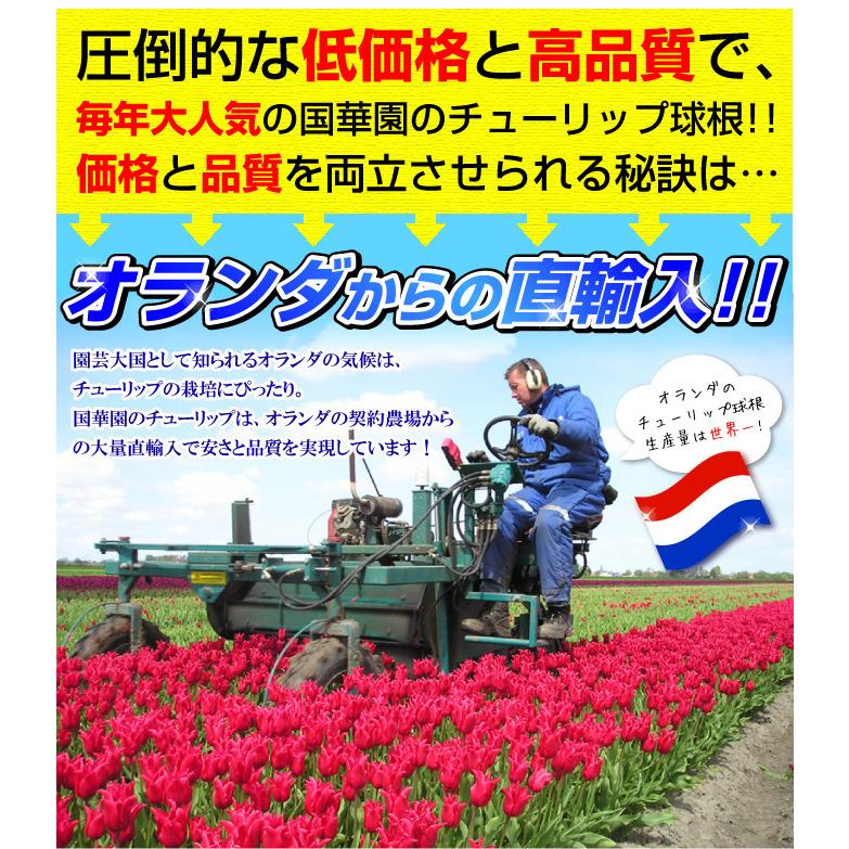 チューリップ 球根 100連ガチャ 100球 / チューリップの球根 送料無料