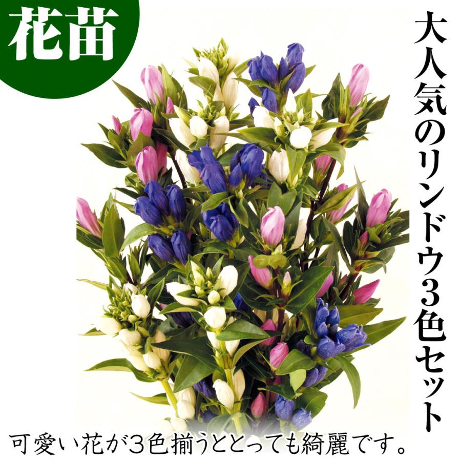 花苗 リンドウ 3色セット 3種3株 17n P2 0051 花と緑 国華園 通販 Yahoo ショッピング
