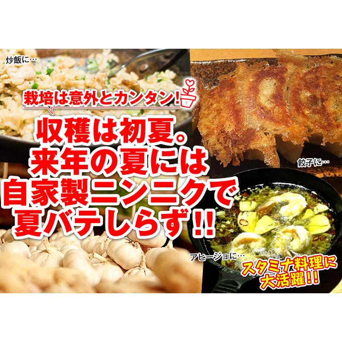 国華園 ニンニク 種球 ニューホワイト六片 1kg / にんにくの種