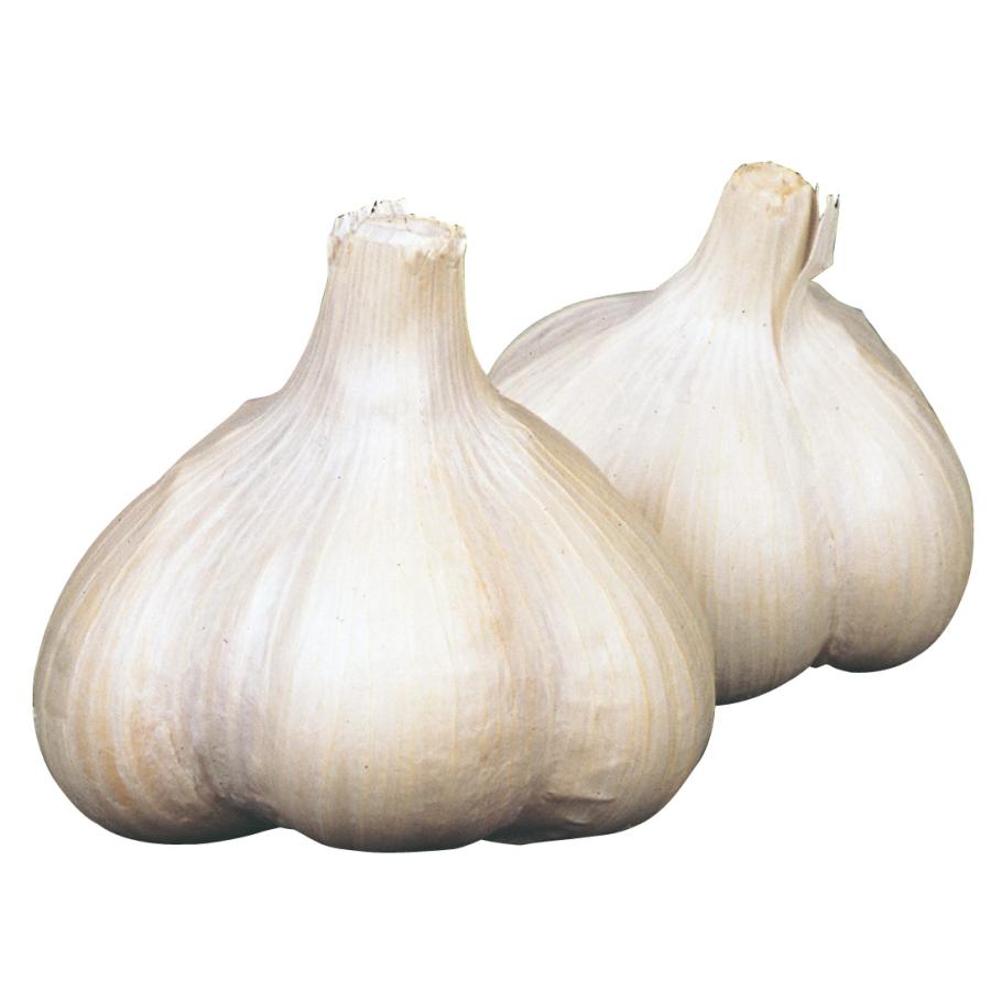 国華園 ニンニク 種球 ニューホワイト六片 5kg / にんにくの種