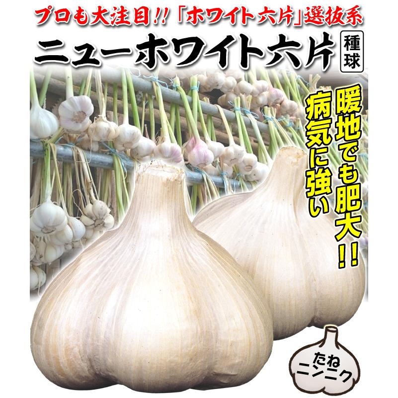 レビュー高評価の商品 ニンニク にんにく 種球 紫ニンニク 珠むらさき 中国産 500g にんにくの種 ガーリック 家庭菜園 たまむらさき 大玉 多収 珠紫 紫色 紫のニンニク 安い Discoversvg Com