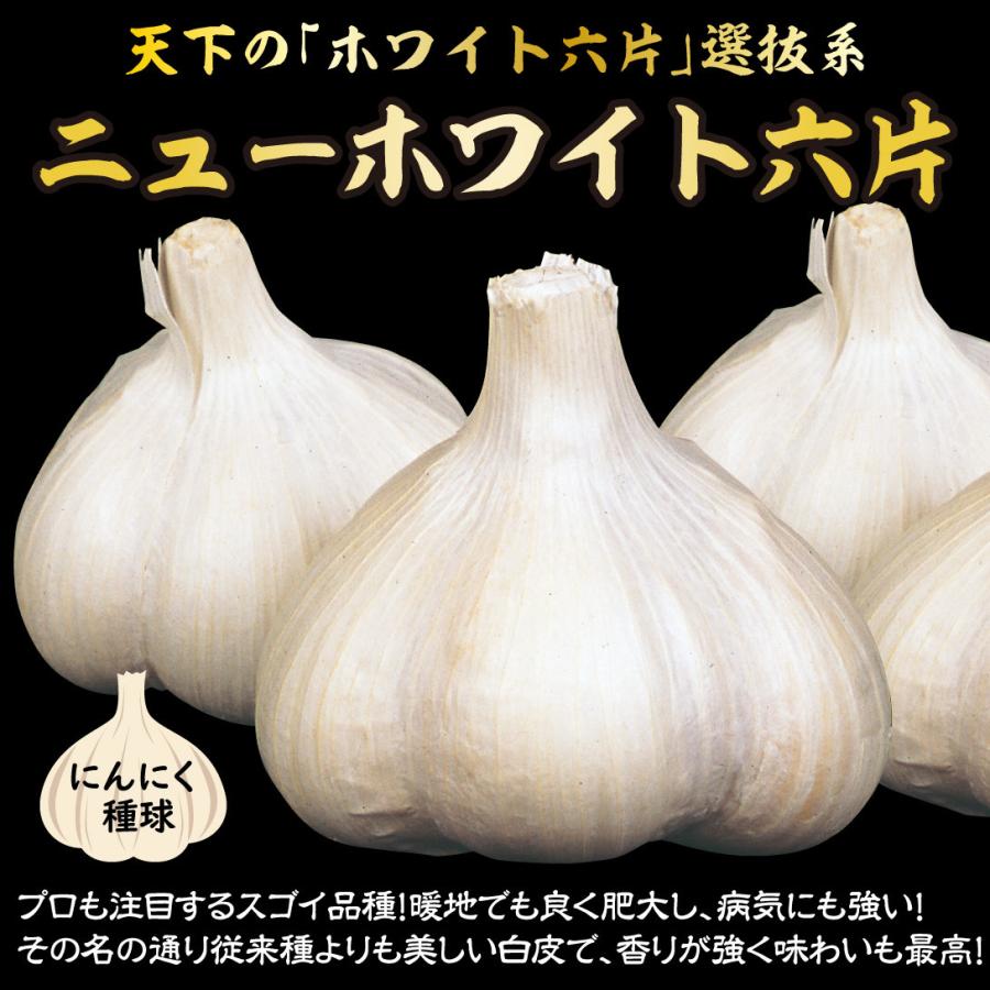 ニンニク 種球 ニューホワイト六片 5kg / にんにくの種 ガーリック 家庭菜園 暖地向きニンニク 高級ニンニク ホワイト 育てやすい 簡単 ...