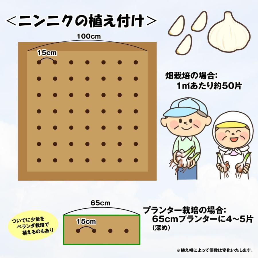 国華園 ニンニク 種球 嘉定ニンニク (種球) (中国産) 20kg / にんにく