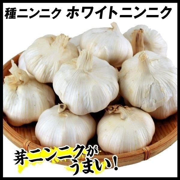 正規店仕入れの ニンニク 種球 ホワイトニンニク 種球 中国産 kg 大蒜 葫 球根 ガーリック 黒ニンニク 家庭菜園 17n P3 0006 花と緑 国華園 通販 Yahoo ショッピング 限定価格セール Coopmondcredito Org Br