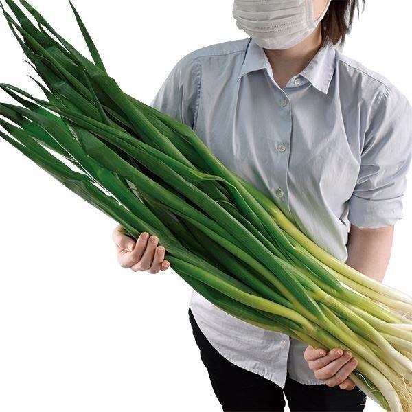 ネギ苗 京都産九条干し太ネギ 3kg 家庭菜園 京都菜 九条干し太葱 何回も収穫 何度も収穫 九条ねぎ 九条ネギ 九条葱 大きい葱 大きいネギ 自給自足 植物 17n P3 0018 花と緑 国華園 通販 Yahoo ショッピング