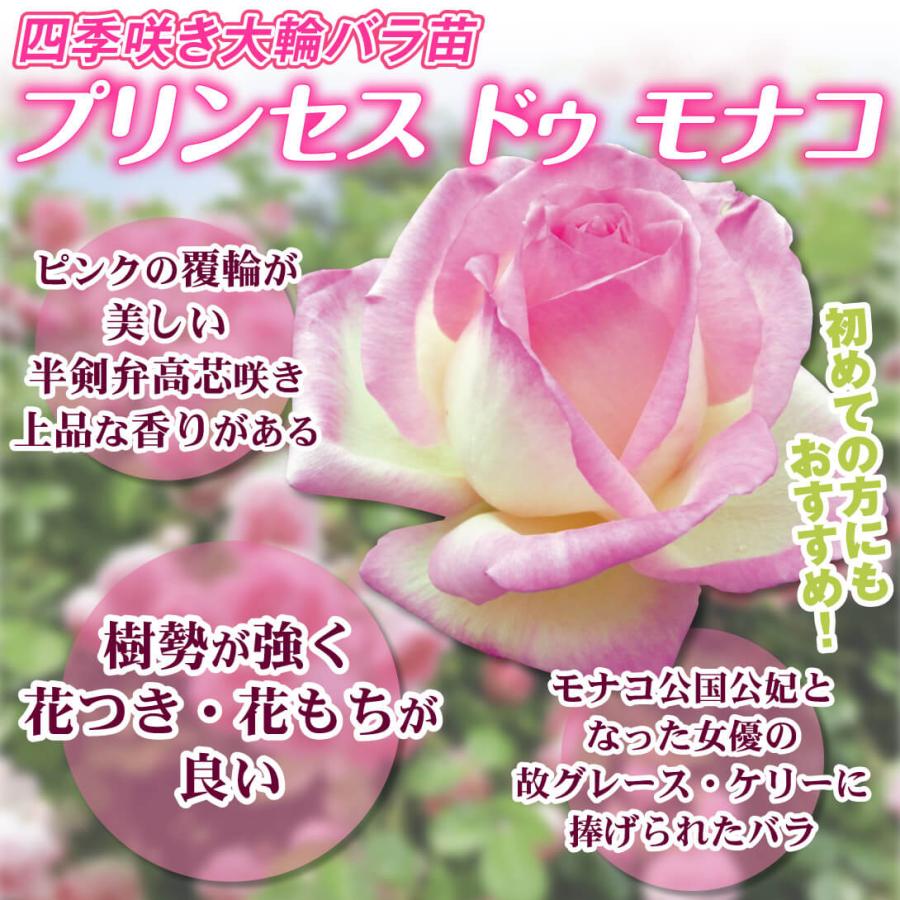 バラ苗 入手困難 希少 切花 大きめ 大輪 多花性 四季咲き 花持ち長い バラ苗 四季咲大輪 プリンセスドゥモナコ 1株 爆買 : 花と緑 国華園