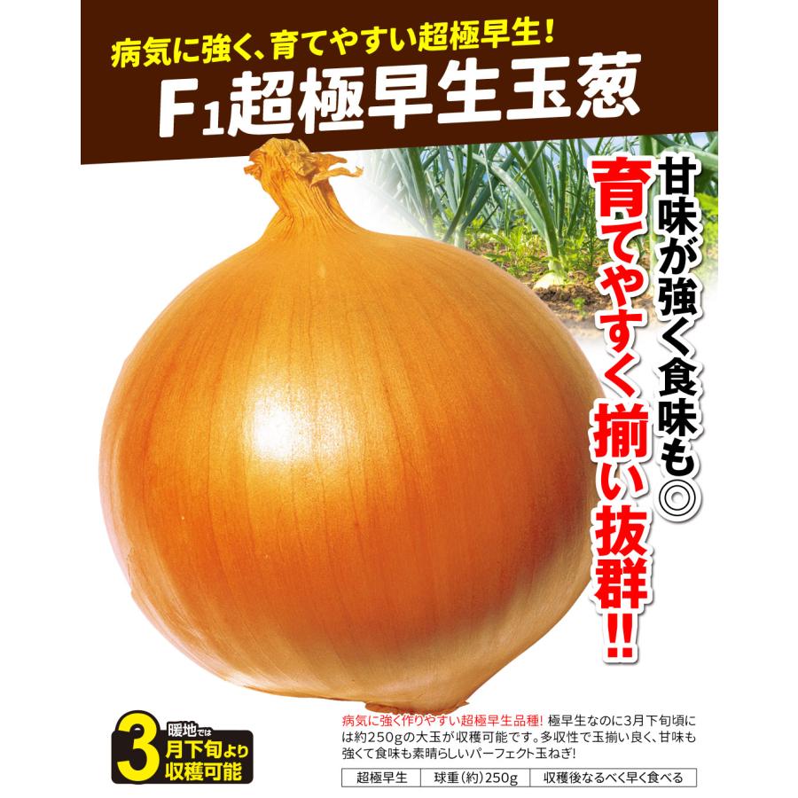 国華園 種 野菜たね シーダーテープ タマネギ F1超極早生玉葱 1袋（5m