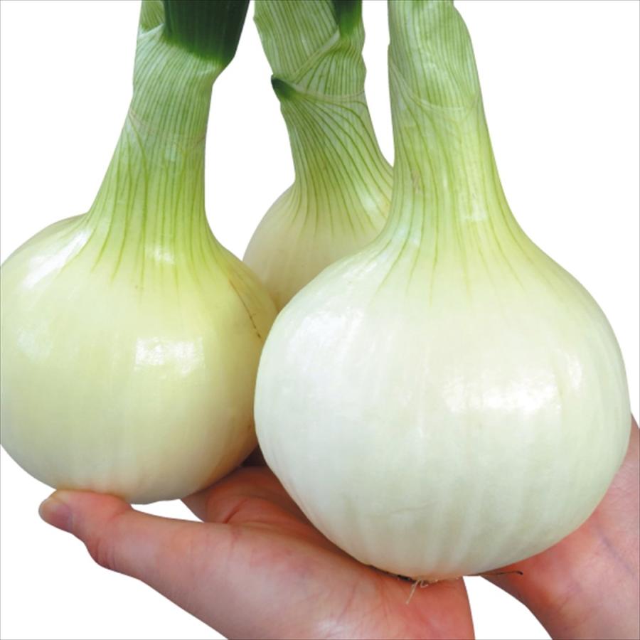 種 野菜たね タマネギ （超極早生）スプリングオニオン 1袋（5ml