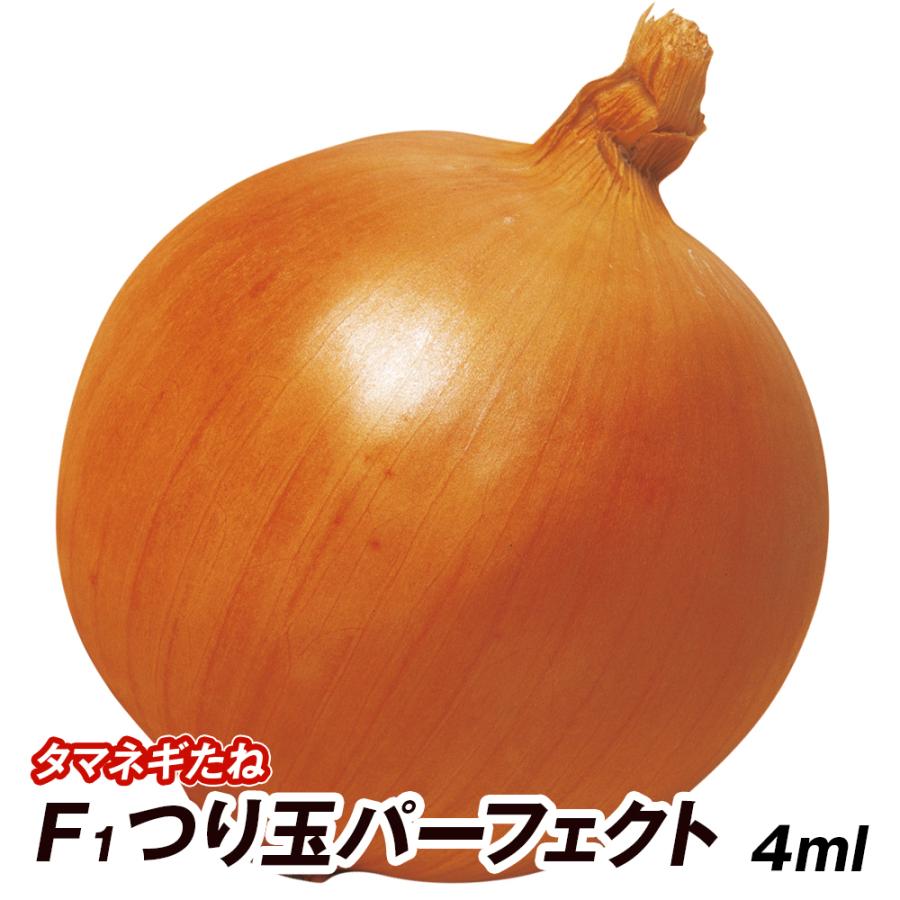 種 野菜たね タマネギ （中晩生）F1つり玉パーフェクト 1袋（4ml