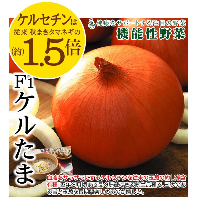 国華園 種 野菜たね タマネギ （中晩生）F1ケルたまR 1袋（4.5ml