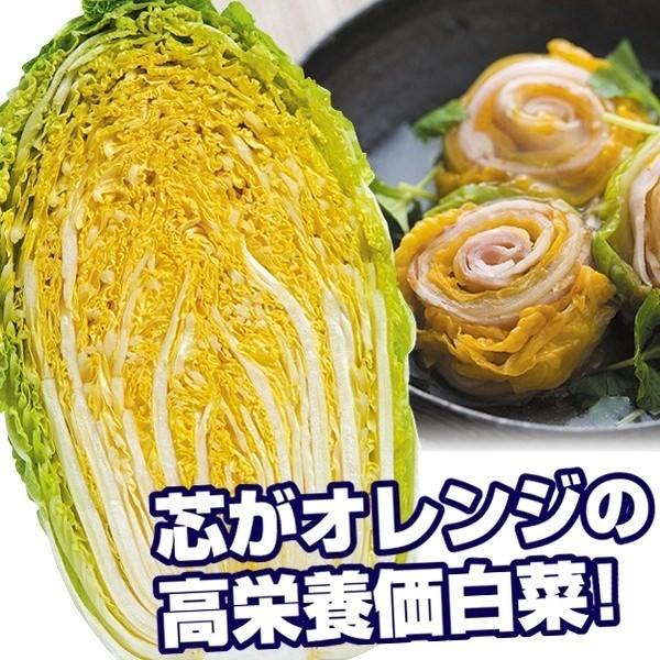 ハクサイ 種 野菜たね F1オレンジクイン 1袋 コート種子150粒 野菜のタネ 野菜 種子 白菜の種 ハクサイ 白菜 タネ Ytc11 国華園 17n P6 0059 花と緑 国華園 通販 Yahoo ショッピング