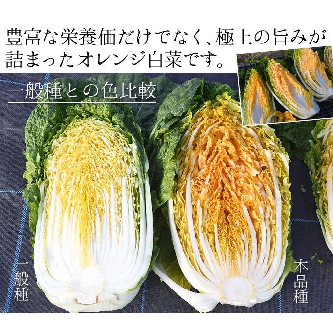 ハクサイ 種 野菜たね F1オレンジクイン 1袋 コート種子150粒 野菜のタネ 野菜 種子 白菜の種 ハクサイ 白菜 タネ Ytc11 国華園 17n P6 0059 花と緑 国華園 通販 Yahoo ショッピング