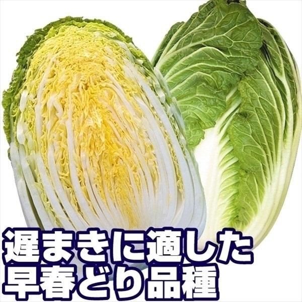 ハクサイ 種 野菜たね F1ほまれの極みR 1袋 0.9ml 野菜のタネ 野菜 種子 白菜の種 白菜 タネ YTC13 国華園 59%以上節約 ハクサイ 種 野菜たね F1ほまれの極みR 1袋 0.9ml 野菜のタネ 野菜 種子 白菜の種 白菜 タネ YTC13 国華園 59%以上節約